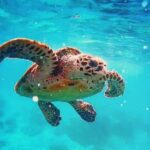 Blue Lagoon Bali Snorkeling with Optional Sightseeing Tour - Who Should Consider This Tour?