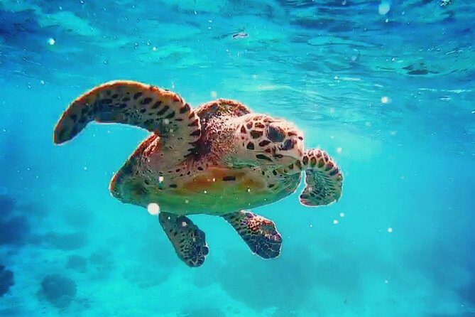 Blue Lagoon Bali Snorkeling with Optional Sightseeing Tour - Who Should Consider This Tour?