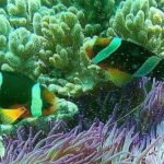 Blue Lagoon Snorkeling with Lunch and Private Transport - A Closer Look at the Blue Lagoon Snorkeling Tour