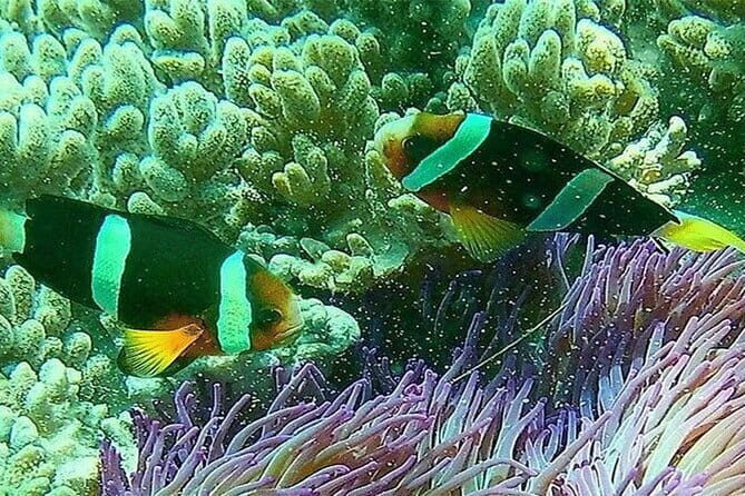 Blue Lagoon Snorkeling with Lunch and Private Transport - A Closer Look at the Blue Lagoon Snorkeling Tour