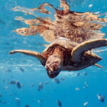 Blue Lagoon Snorkeling with Lunch and Transport - Who Should Consider This Tour?