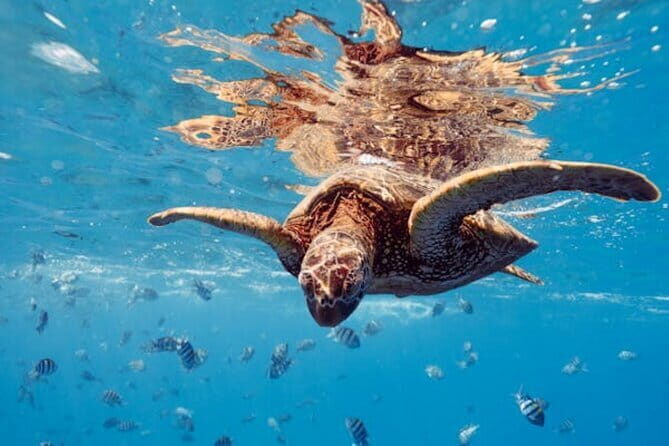 Blue Lagoon Snorkeling with Lunch and Transport - Who Should Consider This Tour?