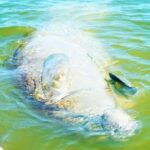 Blue Springs Manatee Tours & Wildlife Adventure Orlando - The Value of the Experience