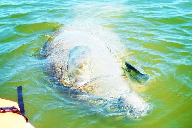 Blue Springs Manatee Tours & Wildlife Adventure Orlando - The Value of the Experience