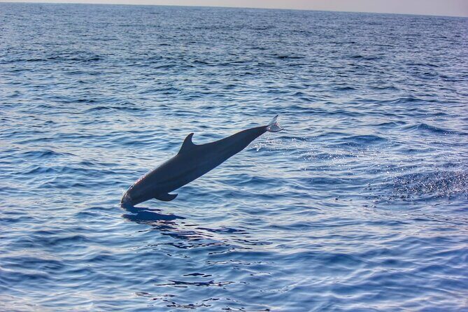Boat Trip to See Marine Life in Puerto Escondido - Final Thoughts on the Marine Life Boat Trip in Puerto Escondido