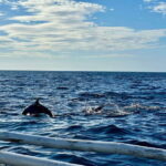 Bohol Balicasag Is Private Tour and Dolphin Watching - Practical Information