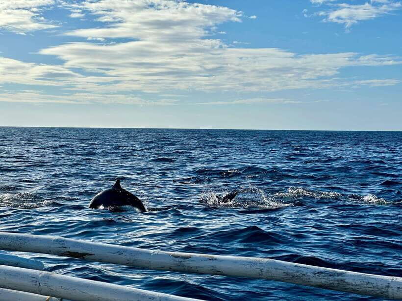 Bohol Balicasag Is Private Tour and Dolphin Watching - Practical Information
