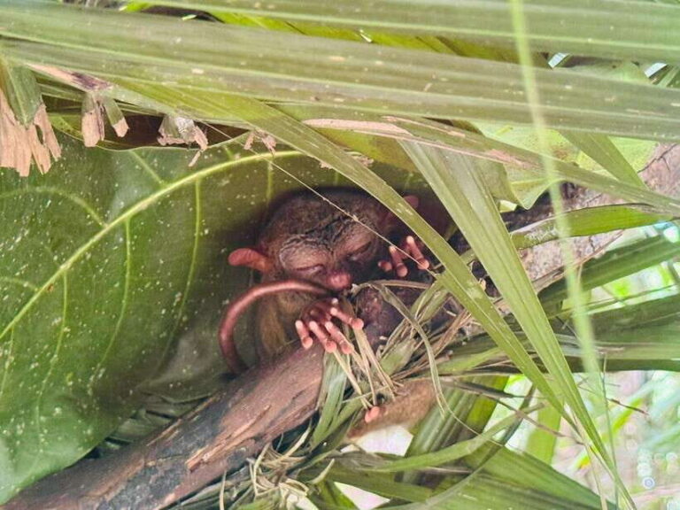 Bohol: Budgeted Countryside with Buffet Lunch Private Tour - Authenticity and Value