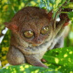 BOHOL: Choco Tour with Sikatuna Mirror of the World - Who Should Consider This Tour?