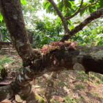 Bohol Chocolate Making and Farm Tour - Authentic Experiences and Genuine Value