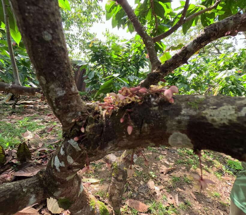 Bohol Chocolate Making and Farm Tour - Authentic Experiences and Genuine Value