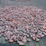 Bohol Countryside Tour with Lunch at Loboc River Cruise - The Sum Up: Is This Tour Right for You?