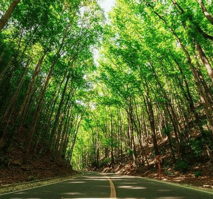 Bohol Day Tour From Cebu City or Mactan (Private Tour) - Overall Value and Practical Tips