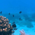 Bohol: Dolphin Watching & Snorkeling at Balicasag Island - A Practical Guide to the Bohol Dolphin and Snorkeling Tour