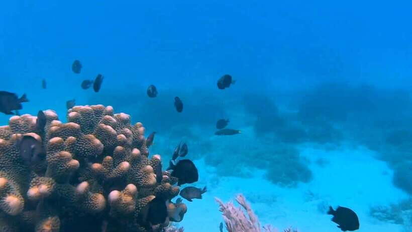 Bohol: Dolphin Watching & Snorkeling at Balicasag Island - A Practical Guide to the Bohol Dolphin and Snorkeling Tour