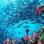 Bohol island: Fun dive local dive - Exploring Panglao’s Underwater Treasures