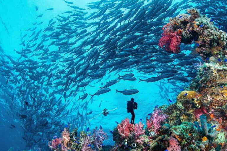 Bohol island: Fun dive local dive - Exploring Panglao’s Underwater Treasures