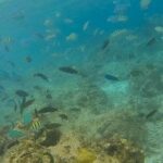 Bohol: Pamilacan Island Dolphin & Whale Watching Tour - FAQ