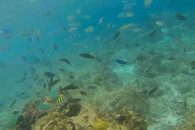 Bohol: Pamilacan Island Dolphin & Whale Watching Tour - FAQ