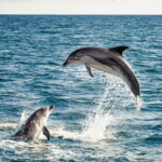 Bohol: Panglao Island Hopping & Dolphin Watching Tour - Detailed Breakdown of the Itinerary