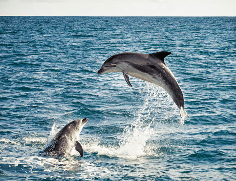 Bohol: Panglao Island Hopping & Dolphin Watching Tour - Detailed Breakdown of the Itinerary