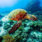 Bohol: Private Balicasag Tour with extra snorkeling time - The Itinerary in Detail