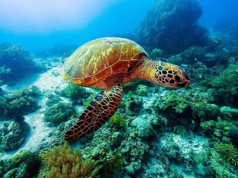 Bohol: Private Balicasag Tour with extra snorkeling time