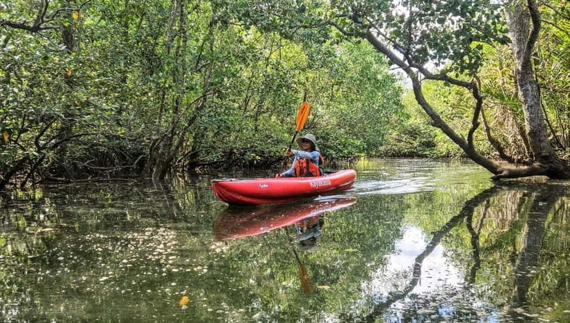 Bohol: SUSTAINABLE Mangrove Tunnels & Firefly Kayaking trail - Who Will Love This Tour?
