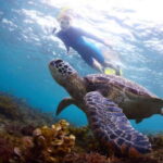 Bohol: Swim with Sea Turtles & Dolphins Island Hopping Tour - An In-Depth Look at the Experience