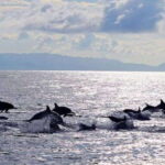 Bohol: Swim with Sea Turtles & Dolphins Island Hopping Tour - Final Thoughts: Who Will Love This Tour?