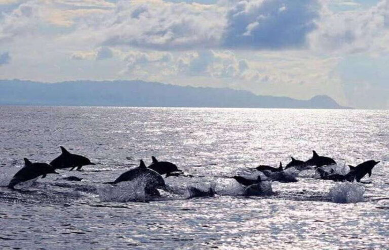 Bohol: Swim with Sea Turtles & Dolphins Island Hopping Tour - Final Thoughts: Who Will Love This Tour?