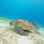 Bohol: Turtle Sanctuary Snorkeling Boat Tour with Lunch - Exploring the Tour in Detail