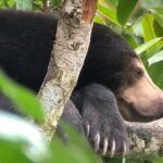 Bornean Sun Bear Conservation Centre & Sepilok Orang Utan Rehab Centre Tour - The Experience in Detail