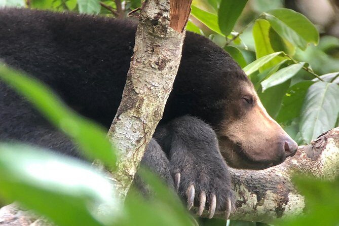 Bornean Sun Bear Conservation Centre & Sepilok Orang Utan Rehab Centre Tour - The Experience in Detail