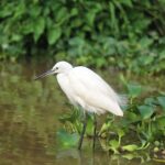 Borneo Kinabatangan River Cruise Day Trip - A Closer Look at the Borneo Kinabatangan River Day Trip