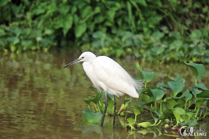 Borneo Kinabatangan River Cruise Day Trip - A Closer Look at the Borneo Kinabatangan River Day Trip