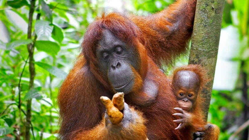 Borneo : Orangutan, Proboscis Monkey, and Sun Bear Tour - Experience and Detail: What to Expect from the Tour