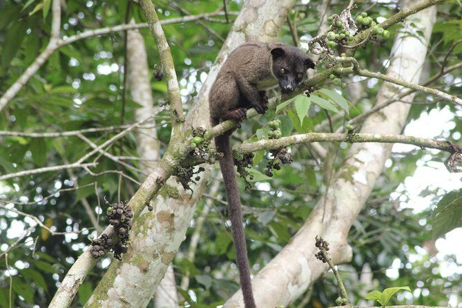 Borneo Wildlife Tour 2 Days 1 Night At Tanjung Bulat Jungle Camp Kinabatangan - Who Should Consider This Tour?