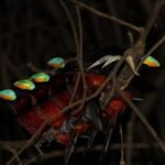 Borneo Wildlife Tour 3 Days 2 Nights At Tanjung Bulat Jungle Camp Kinabatangan - What We Think of the Itinerary