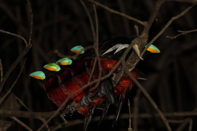 Borneo Wildlife Tour 3 Days 2 Nights At Tanjung Bulat Jungle Camp Kinabatangan - What We Think of the Itinerary