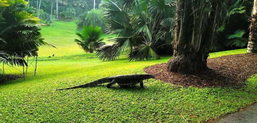 Botanic Gardens & Tiong Bahru Walking Tour with Breakfast - The Unique Charm of the Black & White Houses