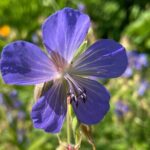 Botany of Witchcraft - FAQ