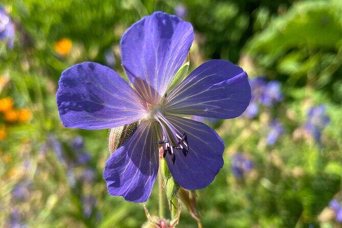 Botany of Witchcraft - FAQ