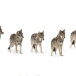 Bozeman: Yellowstone Wolves and Winter 4Day/3Night Adventure - Why This Tour Offers Excellent Value