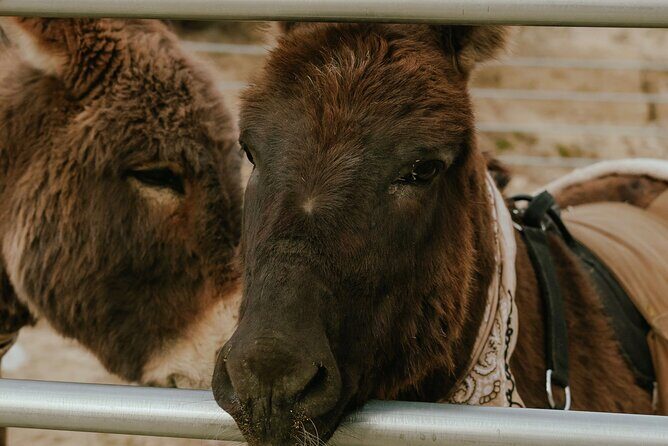 Brunch with Mini Rescue Burros in Southern California - An In-Depth Look at the Brunch with Mini Rescue Burros Experience