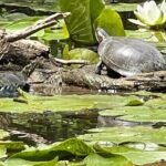 Buckhorn State Park nature hike, kayaking tour, and fishing - Who Will Love This Tour?