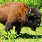 Buffalo Creek Ranch Tour Experience - A Closer Look at the Buffalo Creek Ranch Tour Experience