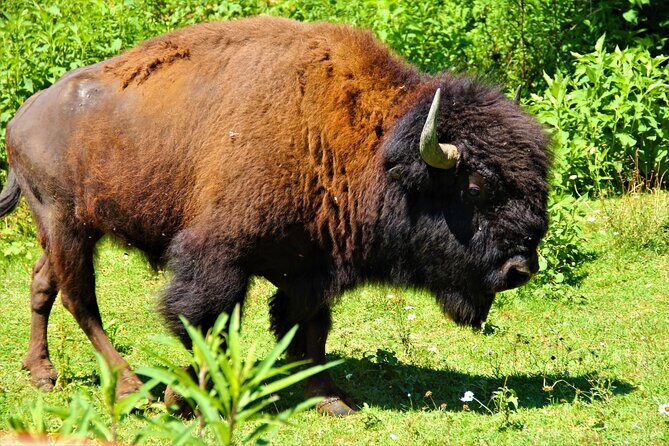 Buffalo Creek Ranch Tour Experience - A Closer Look at the Buffalo Creek Ranch Tour Experience