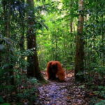 Bukit Lawang Berastagi 4 Days 3 Nights Volcano & Jungle Trekking - Why This Tour Works for You