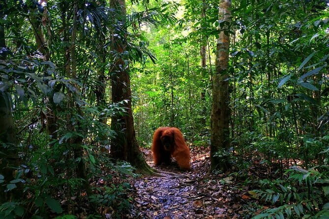 Bukit Lawang Berastagi 4 Days 3 Nights Volcano & Jungle Trekking